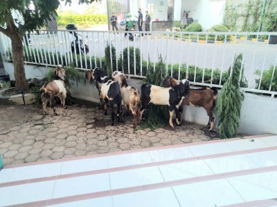 Kambing yang akan disembelih sebanyak 6 ekor